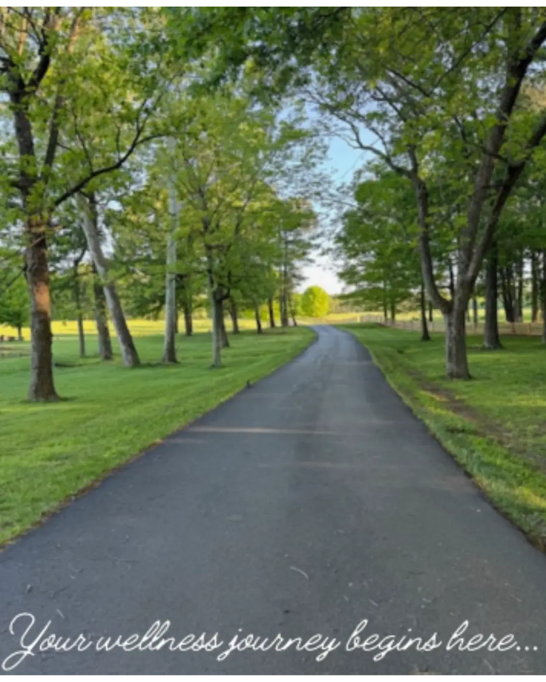 A road lined with trees